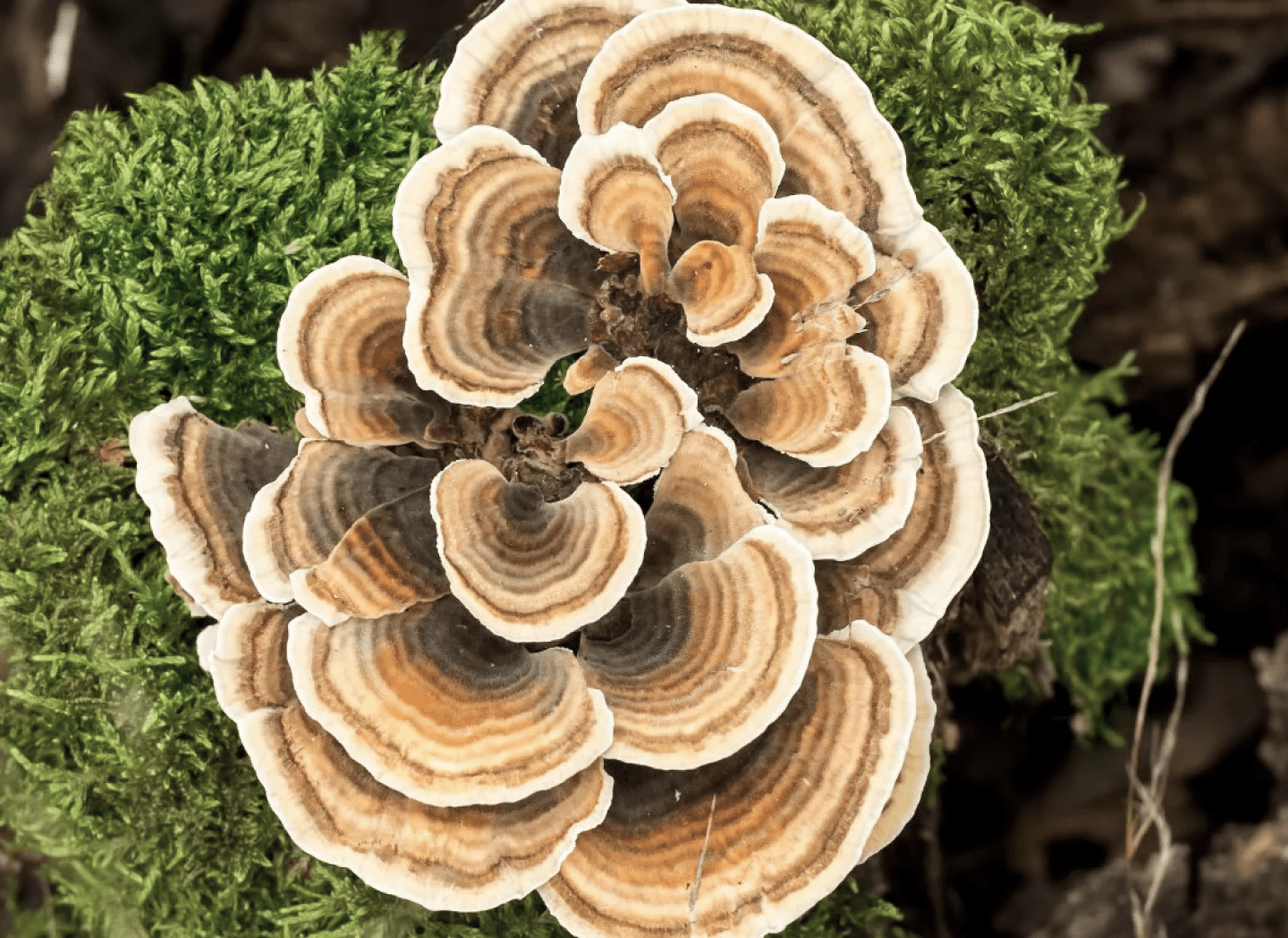 Turkey Tail